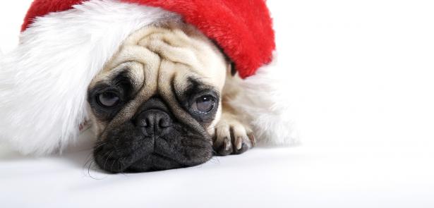sad puppy with a santa hat